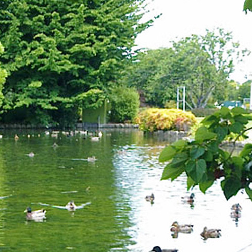 https://parklink.solutions/wp-content/uploads/2024/08/parklink-cornwall-park-pond-feature.jpg